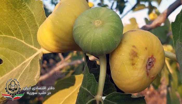 میزان تولید انجیر و گردو استان حمص