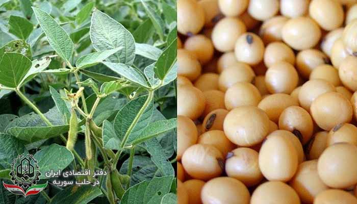 تولید محصول سویا در فصل جاری در استان حماه 155 تن